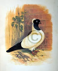 Fancy Pigeon " THE NUN " By James C. Lyell Poster Art 13" X 19" - Picture 1 of 1