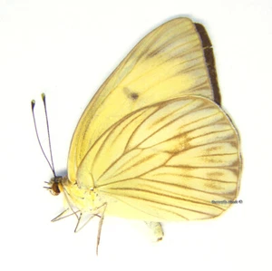 Mariposa/Pieridae sin montar - Ascia monuste monuste, MUJER, México - Imagen 1 de 1