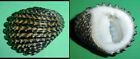 Nerita exuvia - NERITIDAE - Philippines Seashell - 28mm   F++   #2157