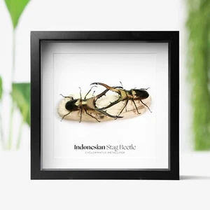 Male-Male Competition in Indonesian Stag Beetle Insect Bug Taxidermy Box Frame - Picture 1 of 5