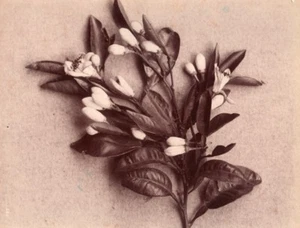 Orange Flower Citrus Still Life Study France Photo 1880 - Imagen 1 de 4