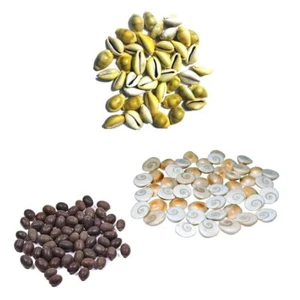 Pilli Kodi, Kamal Gatta Seed, Gomati Chakra for Laxmi Pooja Samagri SET OF 11 - Picture 1 of 4