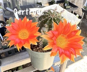 GERTRUDE Echinopsis One (1) Rooted Plants Cactus Succulents - Picture 1 of 5