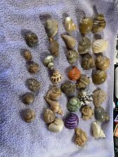 Hermit Crab Shell Lot 35 Varying Shells Size Sm-Jumbo Fancy Painted