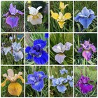 Iris sibirica x 30 SEEDS  Mixed Open Pollinated 
