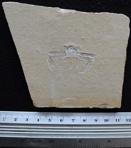 Geryon 20 - Nicely Preserved Crab on a Natural Stone- Cretaceous Fossils Lebanon - Picture 1 of 3
