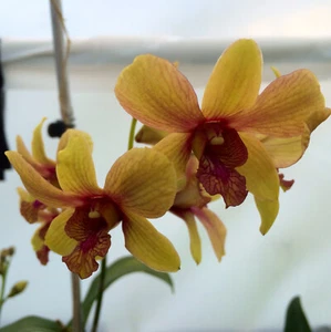 Dendrobium Pinwattana Comes in 4" Pot Plant From Hawaii - Picture 1 of 2