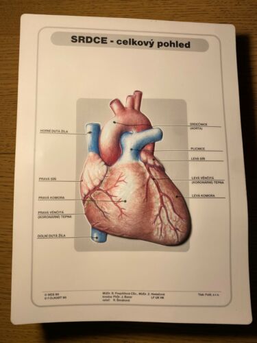 Affiche 3D en plastique anatomique vintage cœur anatomie carte scolaire médicale