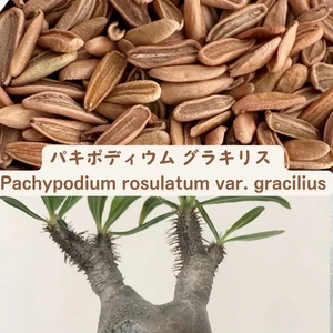 Pachypodium rosulatum var graciliusar gracilius seeds50/100/200/500pcs - Picture 1 of 1