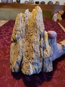 Versteinertes Holz - Bild 1 von 10