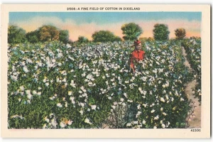 Ein feines Baumwollfeld in Dixieland Vintage Postkarte SK3. - Bild 1 von 2