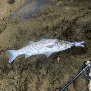 Crankbait pintado personalizado sin labios estilo TN cambio de color FIRETIGER Craw - Imagen 1 de 9