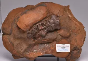 CRINOID FOSSIL, Jimbacrinus bostocki, Cundlego Formation, Australia, CR16 - Foto 1 di 5