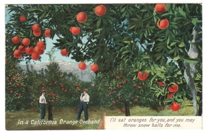 In a CALIFORNIA Orange Field Vintage Postcard - Newman Publishing - Picture 1 of 2