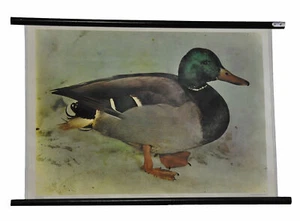 retro karta ścienna rolka vintage zwierzę plakat kij kaczka martime dekoracja - Zdjęcie 1 z 1