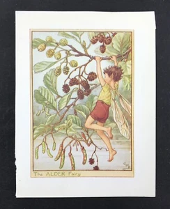 The Onder Fairy Cicely M Barker 1934 originale della serie Flower Fairy - Foto 1 di 3