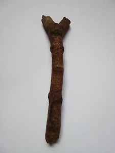 129- Old Branch of Tree grew on Bamboo tree - Picture 1 of 5