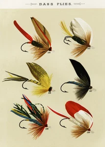 Bass Flies #3 - 1892 - Fishing Illustration Poster - Picture 1 of 1