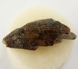 Majungasaurus 1.12" Theropod Tooth Fossil - Maevarano Fm - Berivotra, Madagascar - Picture 1 of 12