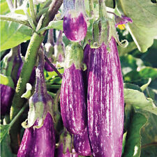100+ squarrel lines eggplant seeds long purple brinjal Solanum melongina ceylon