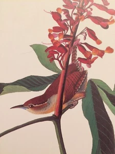 Carolina Wren Audubon Print 15" x 11.5" Unframed Lithograph 304 - Picture 1 of 5