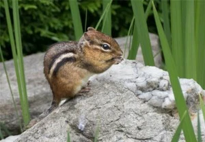 NORDAMERIKANISCHES CHIPMUNK GLÄNZEND POSTER BILD BANNER DRUCK FOTO Nager 7893 - Bild 1 von 1