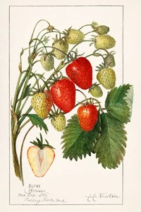 13287.Wall Decor Poster.Home Interior design.Kitchen room.Strawberries plant - Picture 1 of 1