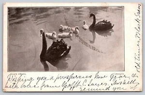 Postcard Black Swans 1904 - Picture 1 of 2