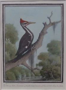 BENSON B. MOORE Southern Litho SPANISH MOSS Woodpecker Everglades FLORIDA Artist - Picture 1 of 12