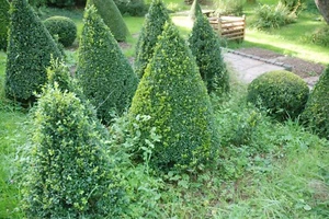 Buxbaum 1,4m  Kegel, Kugel, Formschnitt Buxus Buchs Bux Buchsbaum  - Bild 1 von 2