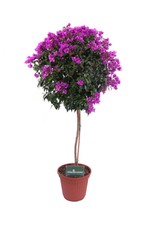 pianta di Bougainvillea Sanderiana pianta da esterno pianta vera da fiore