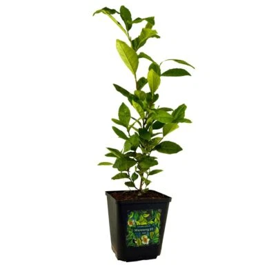 Teepflanze Camellia sinensis – Sorte Wannong 85 - Bild 1 von 4