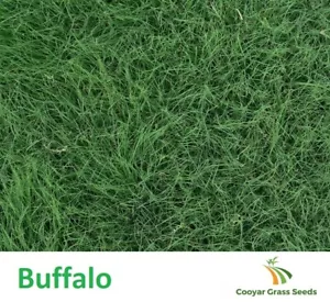 American Buffalo Grass - Blend - 1Kg - Free Postage - Picture 1 of 1