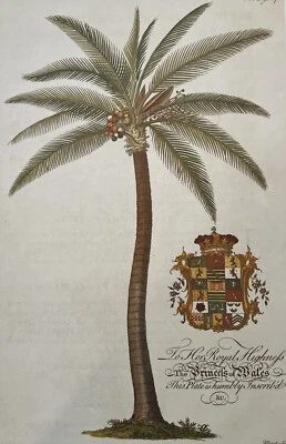 Botanical Palm GDE03 , Georg Dionysius Ehret, Wall Decor Art Print, 19.75" x 13" - Image 1 of 2