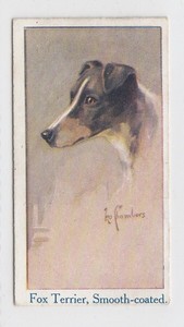 1924 Moustafa - Leo Chambers Dogs Heads #14 - Fox Terrier, Smooth-coated