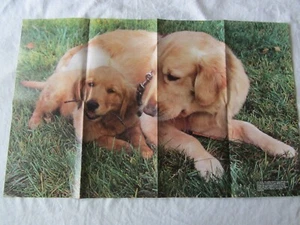 POSTER - NG GOLDEN RETRIEVER 1980 double-sided folded approx 31x19.5" - Picture 1 of 4