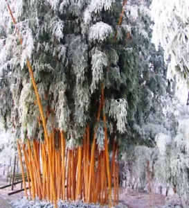 Bambus 80 cm - Phyllostachys Aureosulcata Spectabilis Winterhart minus - 25° - Bild 1 von 6