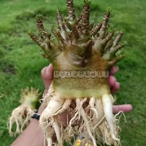 Bonsai Adenium Arábicum Godji tamaño mediano libre fitosanitario - Imagen 1 de 3