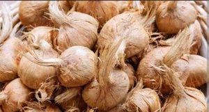 1000 crocus sativus Bulbi di zafferano saffron bulbs 100% Italiani Calibro 10 - Foto 1 di 5