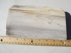 678 FACE POLISHED PETRIFIED WOOD. BEAUTIFUL GRAIN, 2.4#. EX OLD TIME ROCK SHOP - Picture 1 of 6