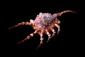 Sea Shell- Lambis scorpius (scorpion conch) 156mm - NICE COLOR! - Picture 1 of 3