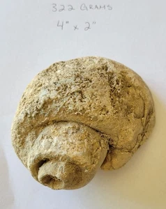 Natural Fossil Gastropod Size about 4"×2" Weight 322 grams - Picture 1 of 6