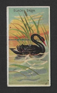 1889 N5 Allen Ginter Tabakkarte - Birds of the Tropics Serie - Black Swan - Bild 1 von 2