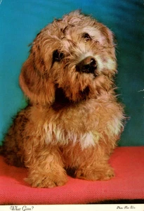 VTG Animal What Gives? Photo by Alan Felix Dandie Dinmont Terriers - Picture 1 of 2