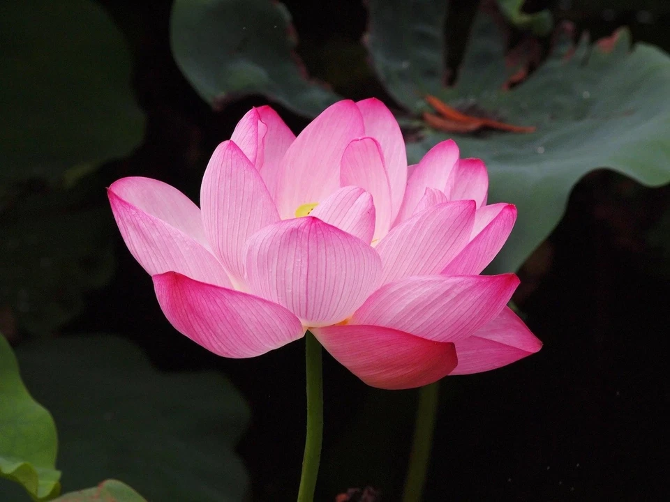 LOTO DE AGUA ROSA NELUMBO NUCIFERA - ¡5 SEMILLAS! Foto 1 de 1