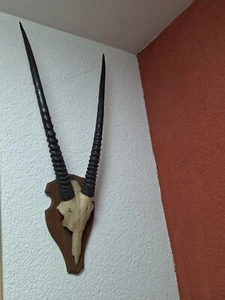 gamsbock cráneo con astas - Imagen 1 de 3