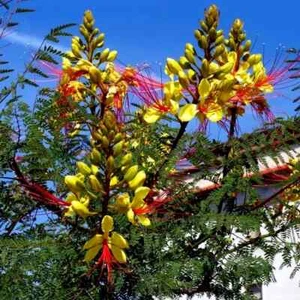 MEXICAN DESERT YELLOW BIRD OF PARADISE SHRUB FLOWER TREE SEEDS (C. Gilliesii) - Picture 1 of 16