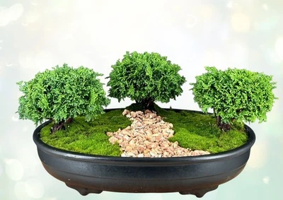 Tsukomo Cypress Bonsai Tree Three (3) Tree Forest Group 7"H Outdoor Evergreen - Image 1 of 3