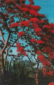 Vintage Florida Chrome Postcard Poinciana Tree in Full Bloom - Picture 1 of 2