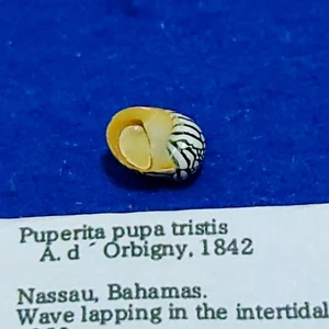 Puperita pupa f. tristis 9mm Nerites Nerita Snail Sea shells - Picture 1 of 2